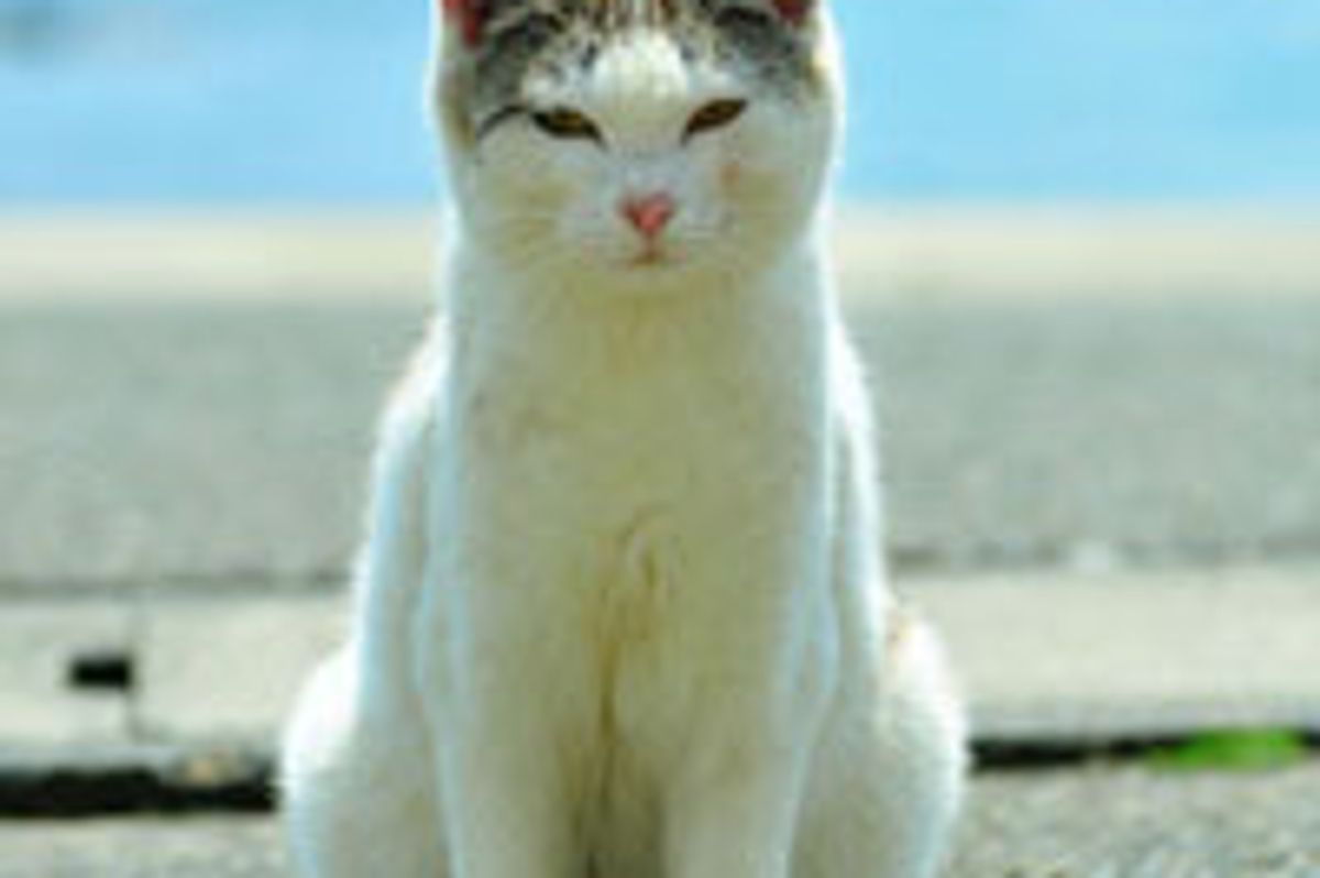 New Photos and Videos of Cat Island After Japan Earthquake