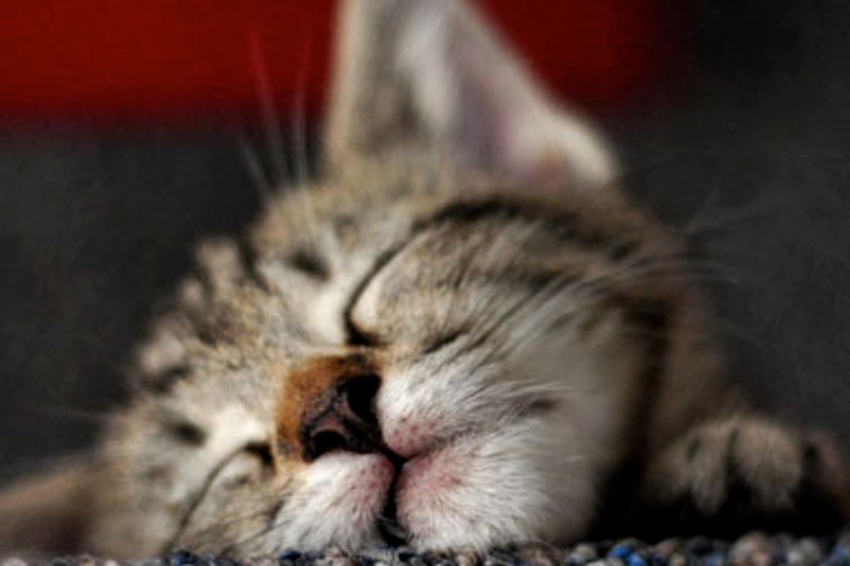 Ritter the Lovely Tabby