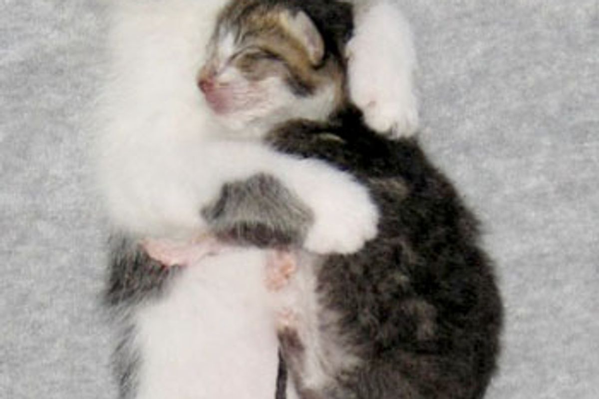 Kittens and Their Adopted Brother