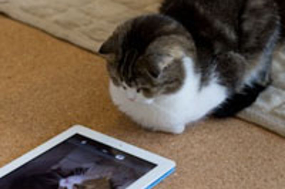 Tech Savvy Kitty Plays with iPad 2