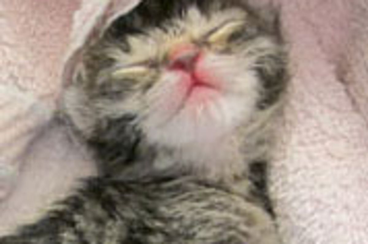 Three Tiny Kittens Given a Second Chance