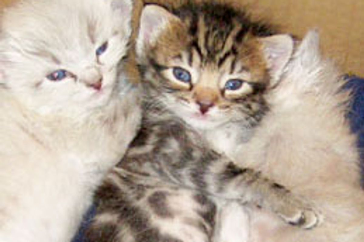 Three Construction Kittens