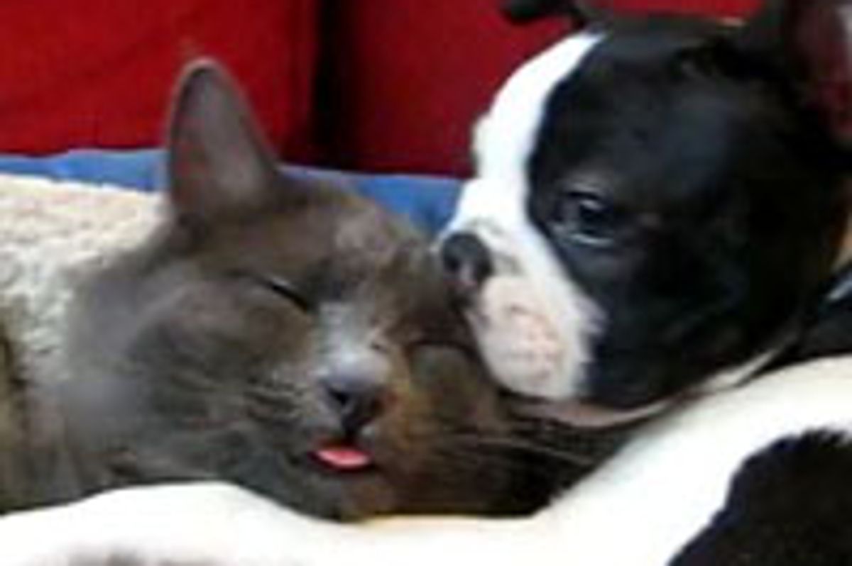 Kitty Loves Doggie Furiend