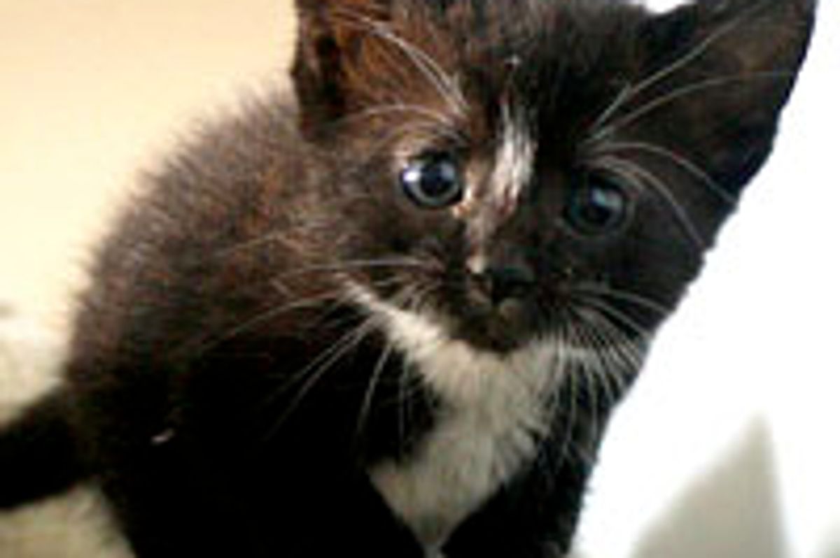 Jinx the Tux and His Cute Mittens