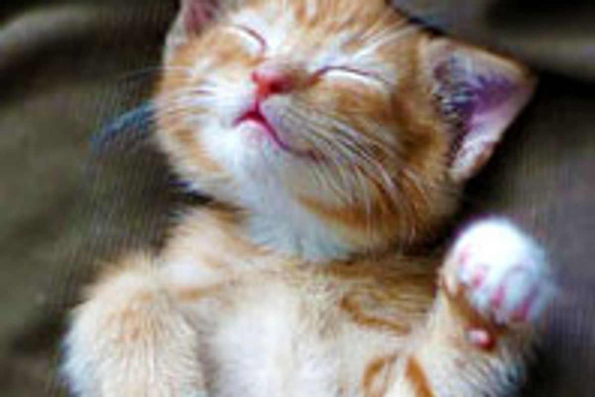 Sleepy Little Fosters