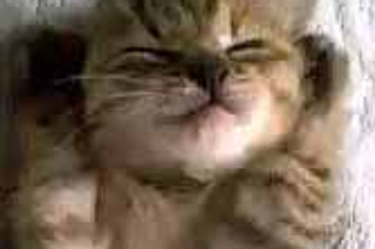 Little Rescue Tabby Being Cute