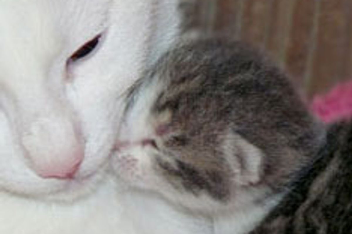 Kitten Becomes 'Dad' to Orphaned Kittens