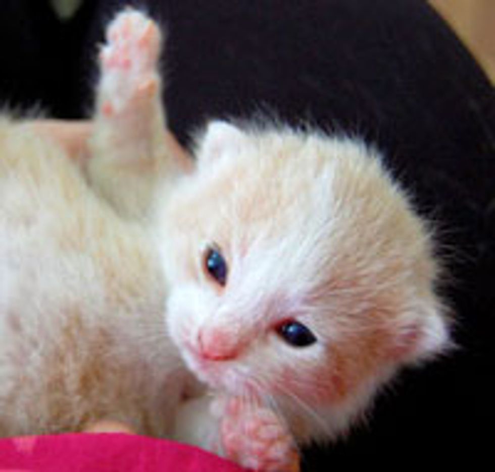 Snugglemuffin the Little Cream Kitty