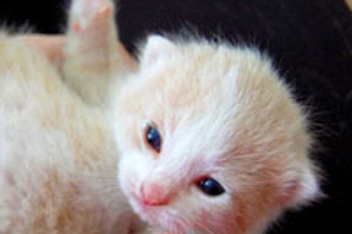 Snugglemuffin the Little Cream Kitty