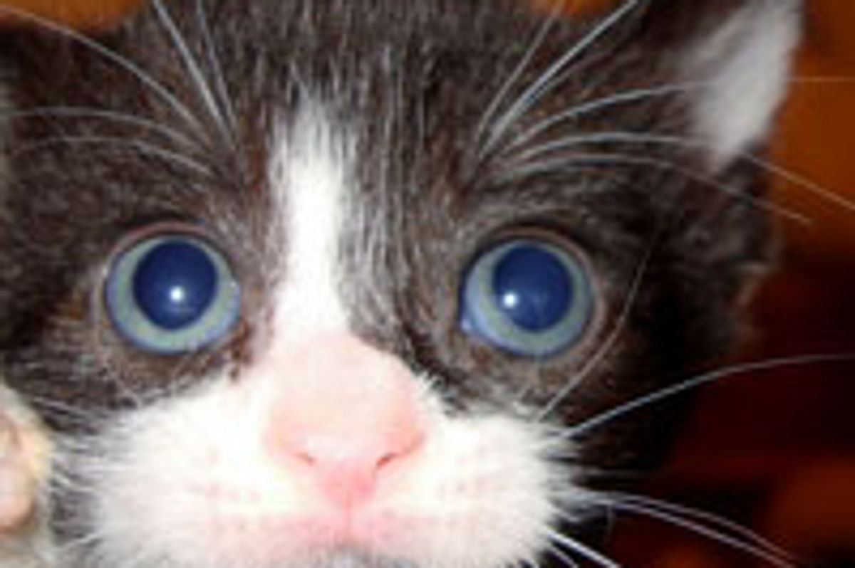 Hydrox the Oddball in His Litter