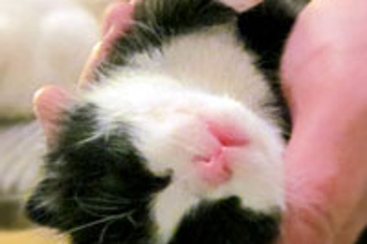 Catbert the Tuxedo Kitty