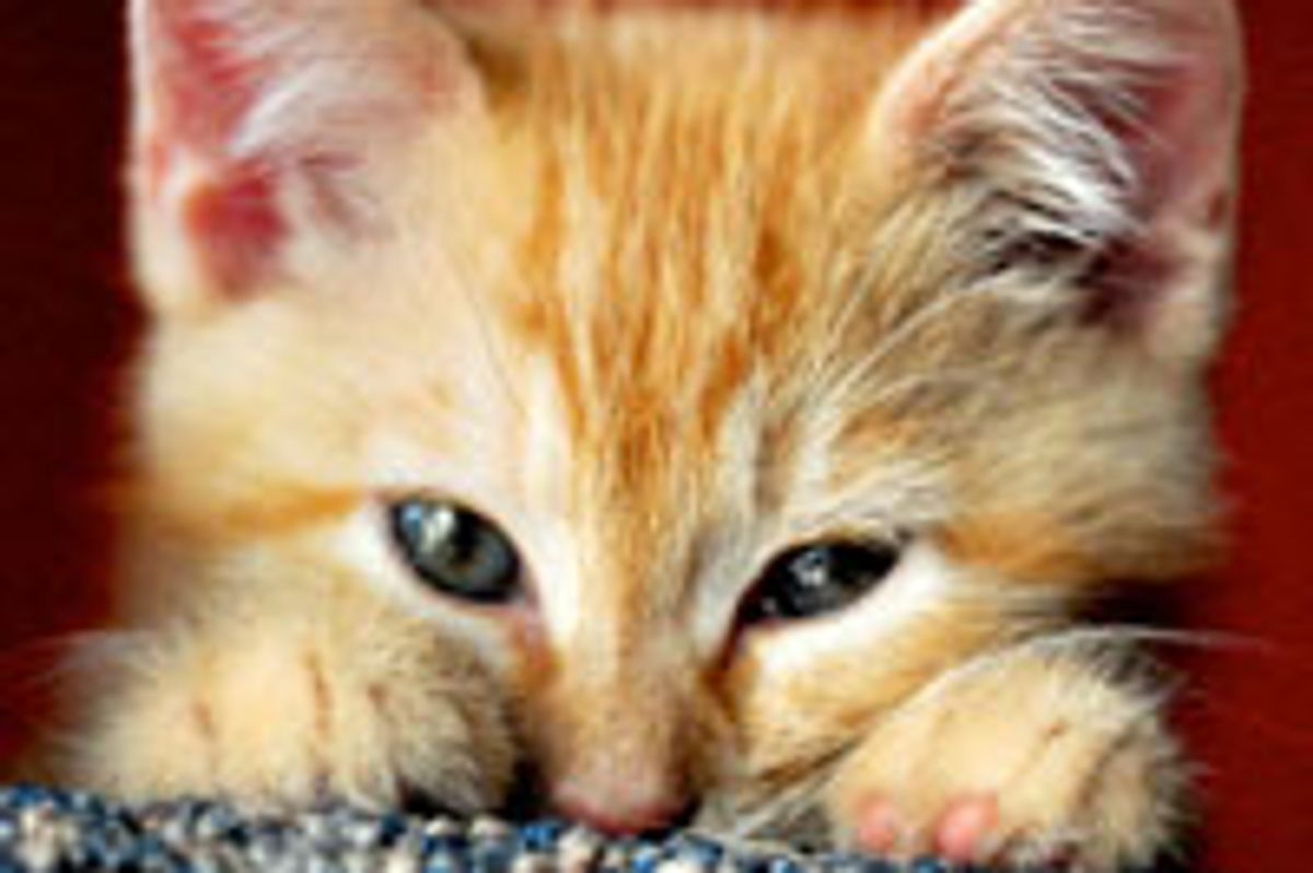 Oscar the Ginger Boy