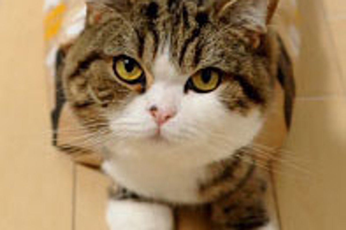 Maru's Obsession with Bags