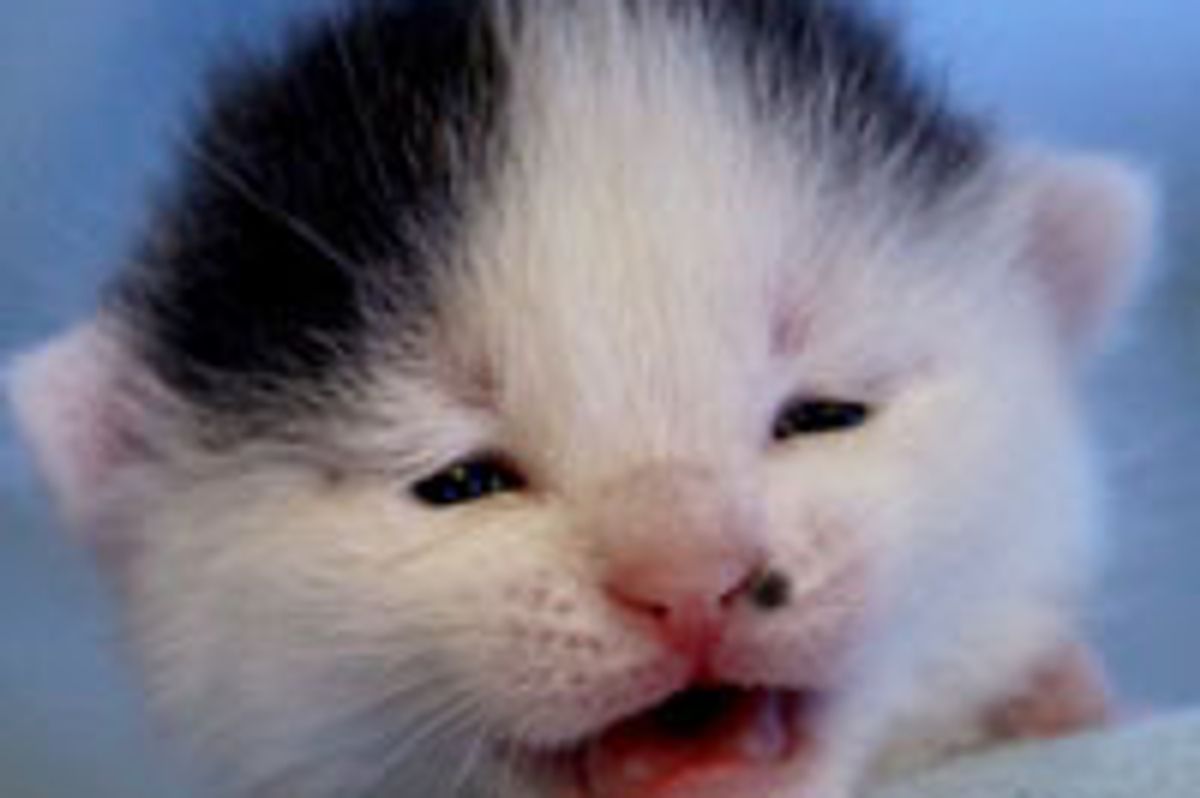 5 Little Kittens and Their Stray Mama Cat Ally