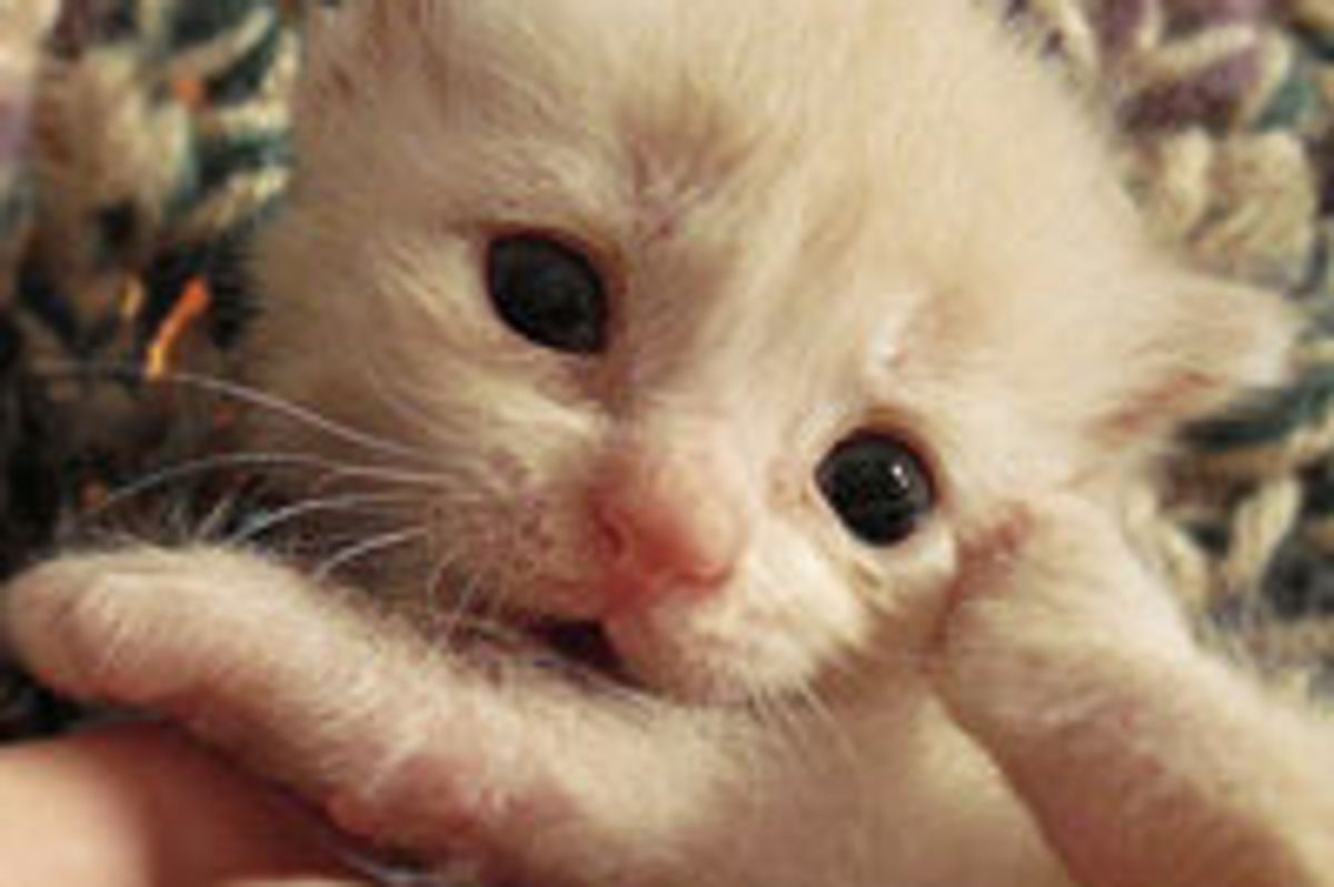 Resilient Little Ginger Horatio