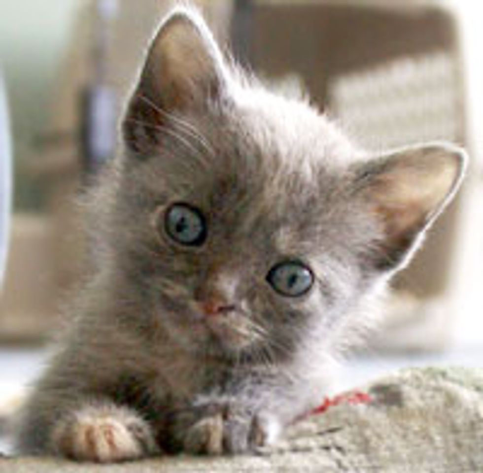 Beulah the Kitty Small in Size but Big in Heart