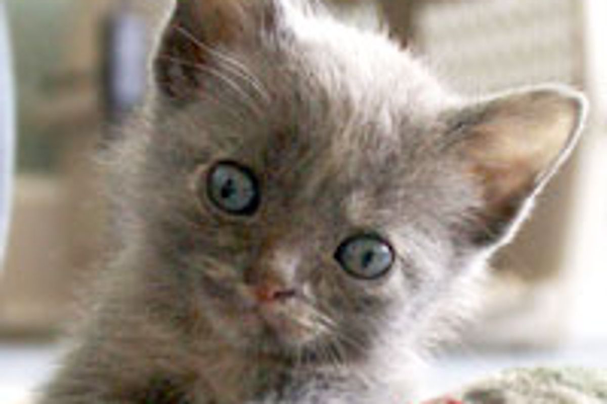 Beulah the Kitty Small in Size but Big in Heart