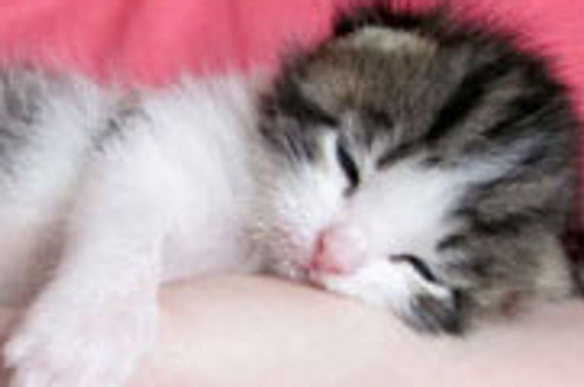 Kodiak the Little Charmer