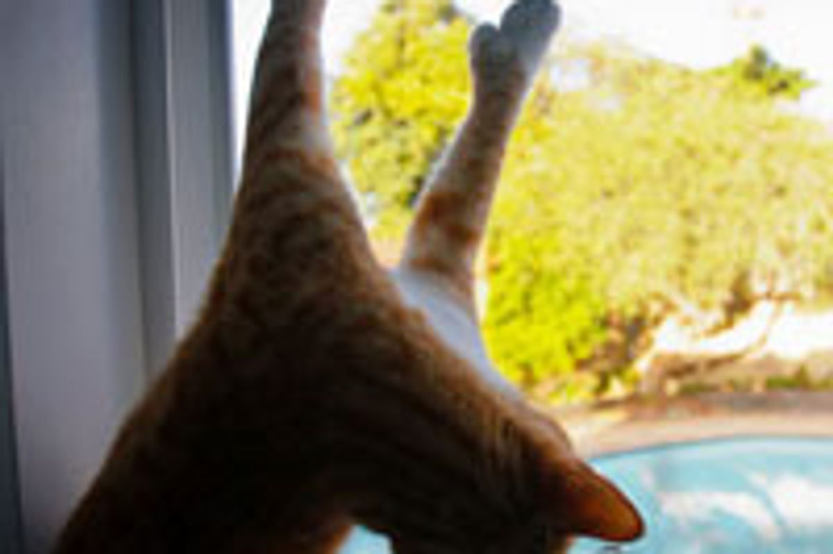 City the Kitty Jumping Frenzy