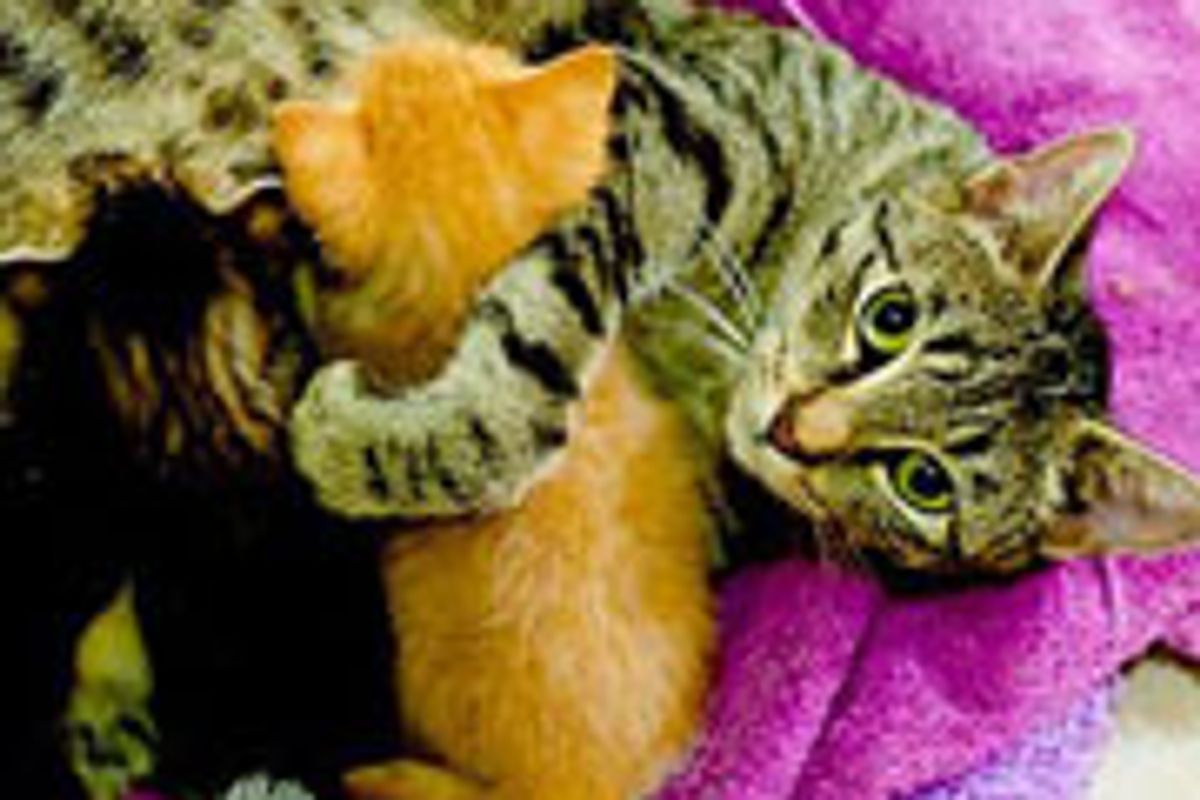 12 Rescue Mama Cat Stories