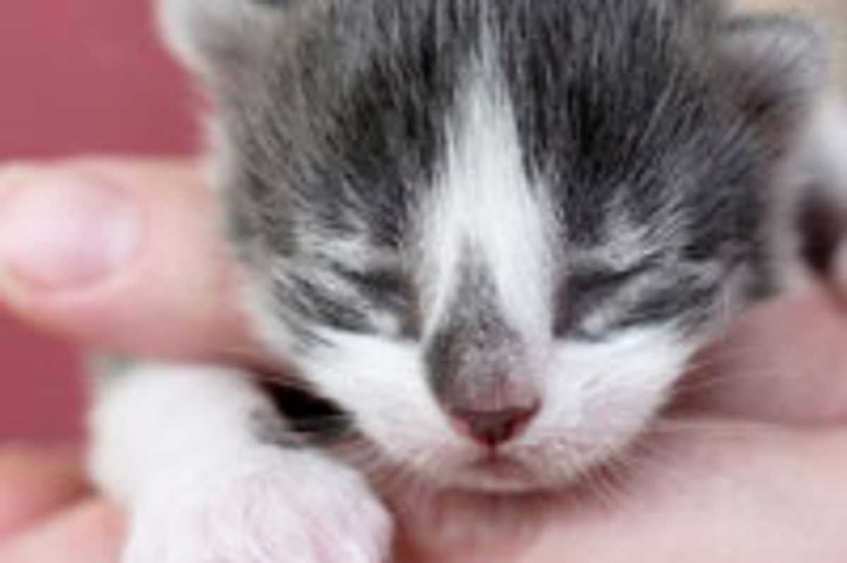 Itty Bitty Rescue with Many Toes