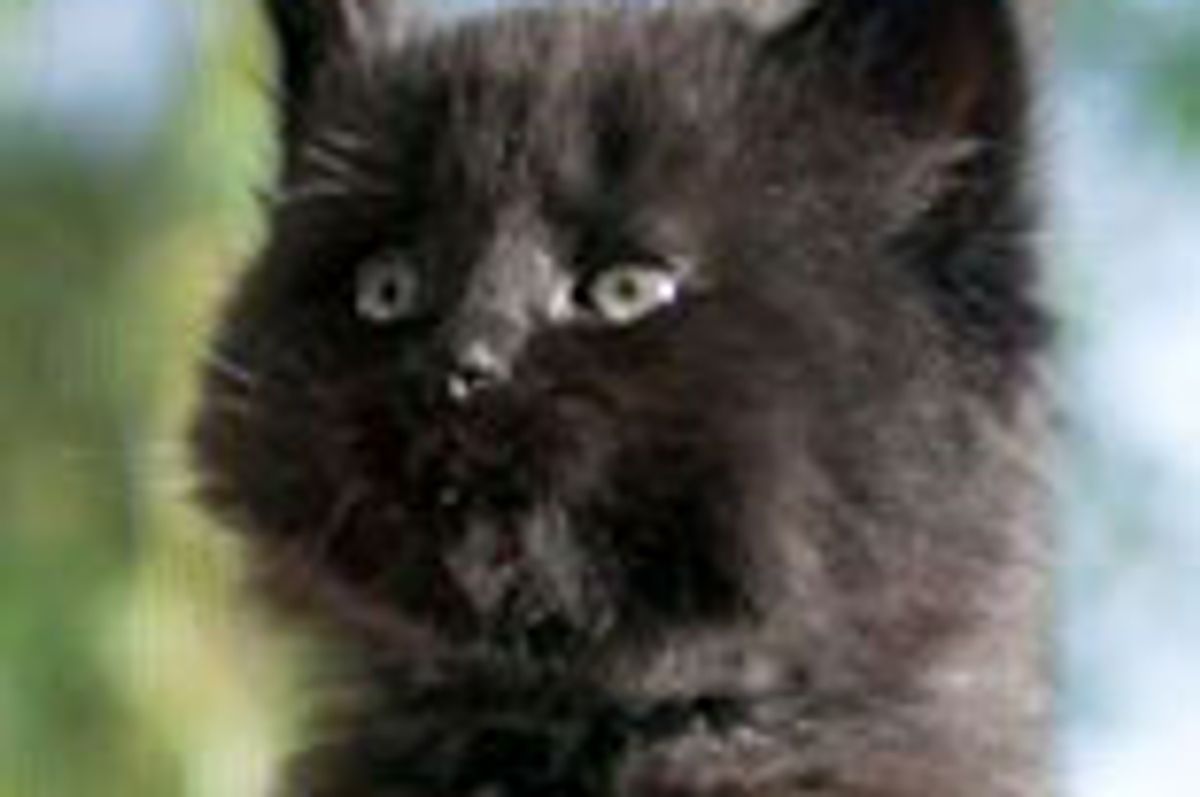 5 Fuzzy Little Fosters