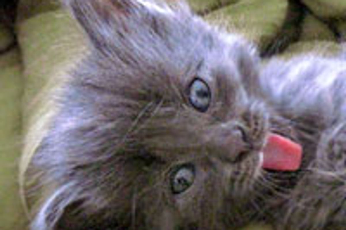 Basil and Sage the Identical Kitties