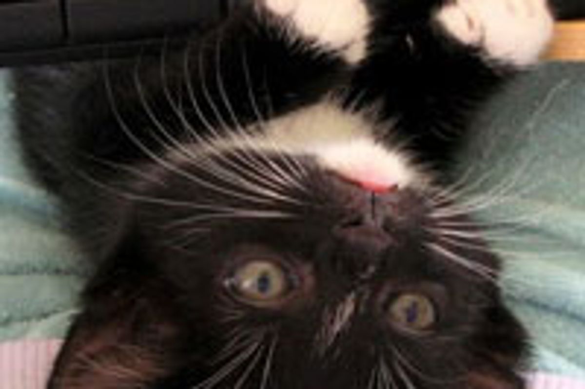 Mittens the Little Helper