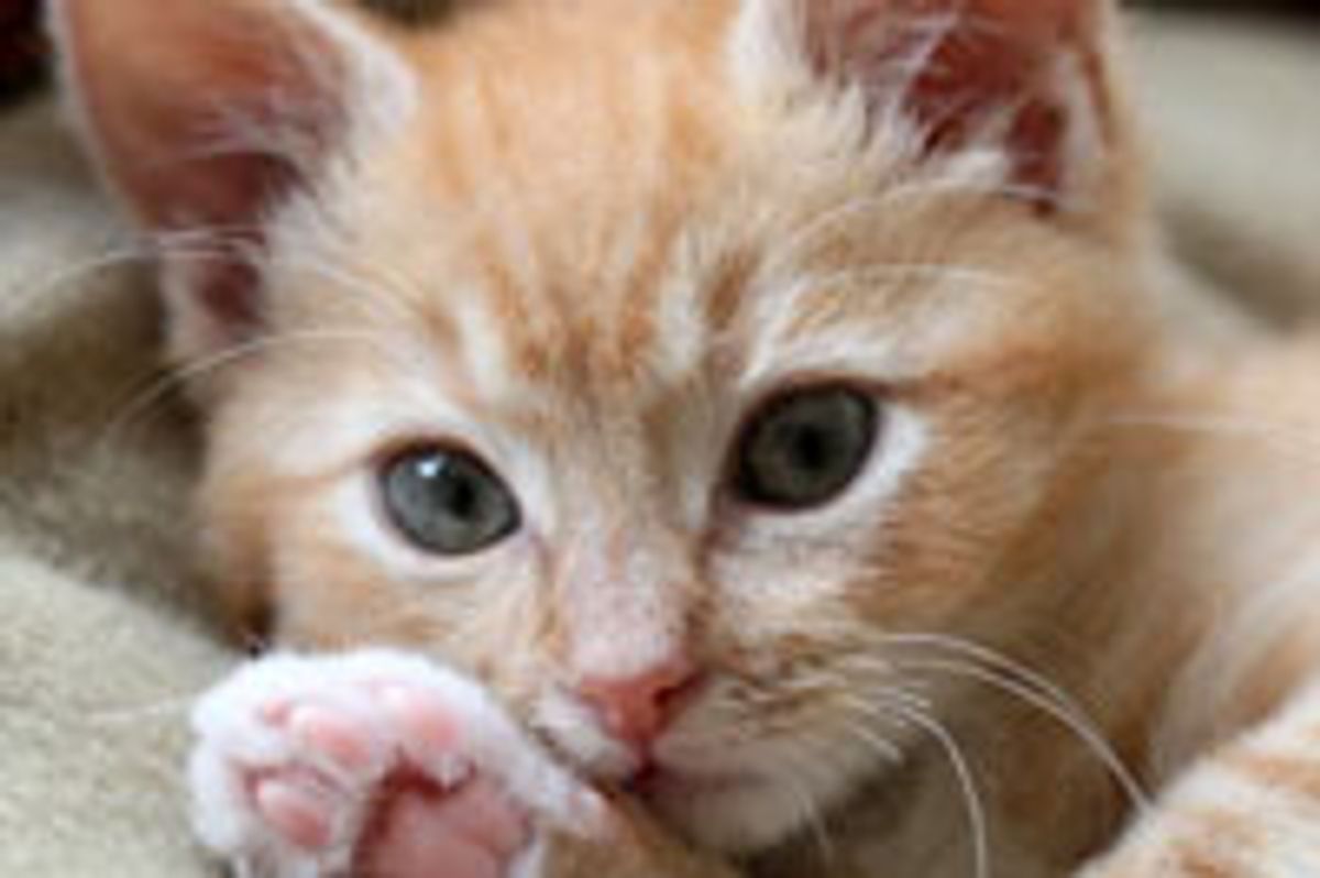 Oliver the Little Ginger Fighter