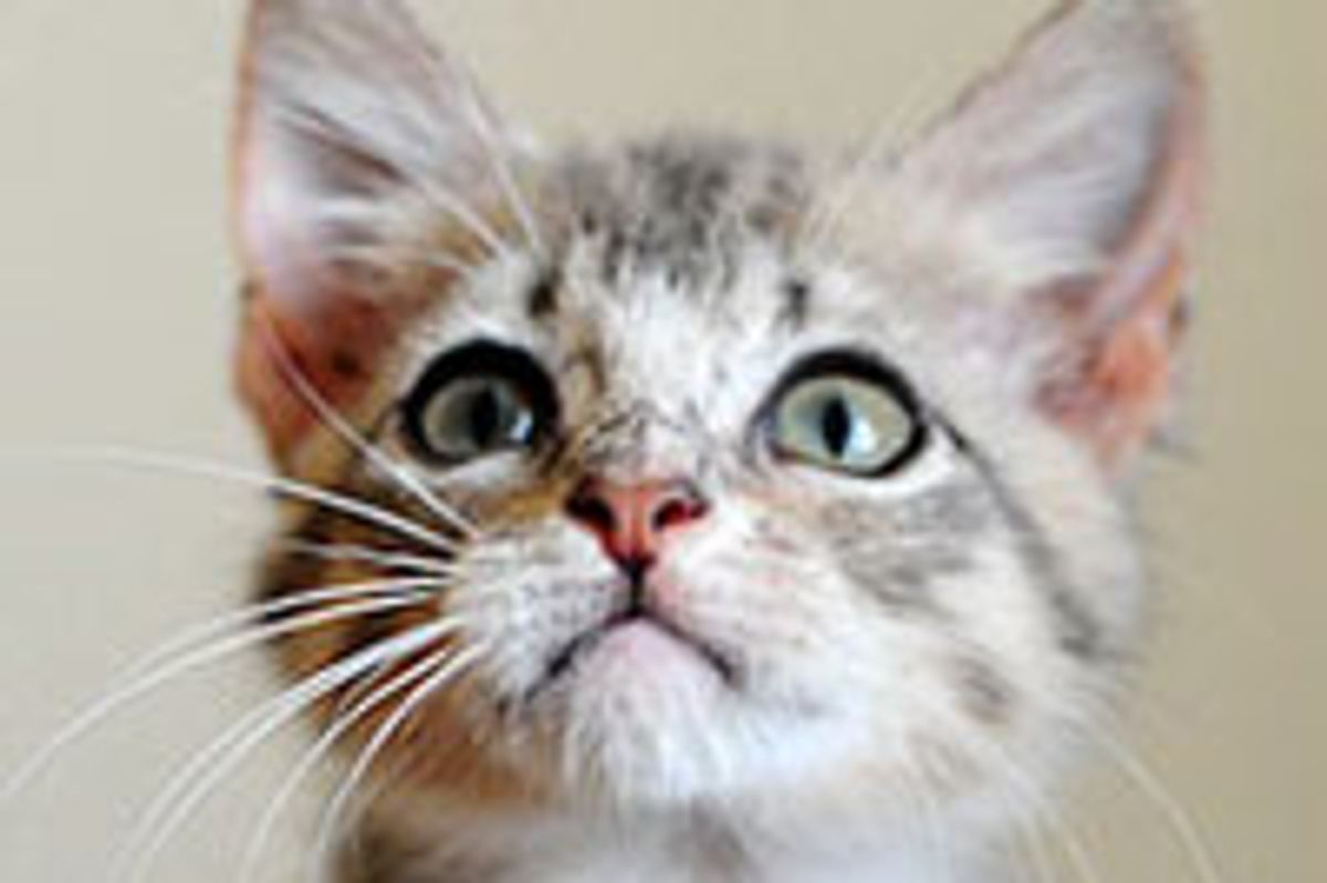 Mae's Second Chance at Life