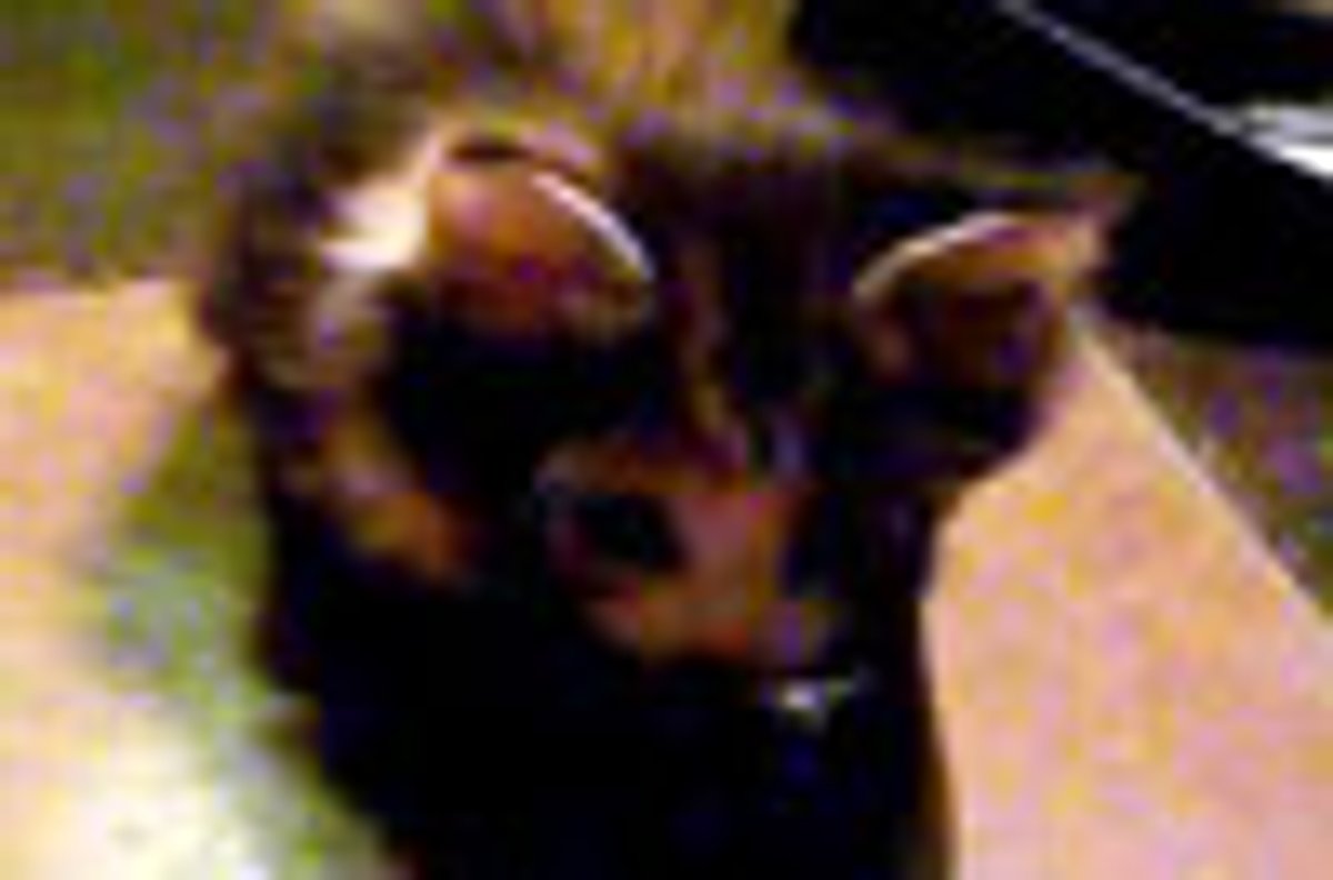 Kitten's Shoe Dilemma