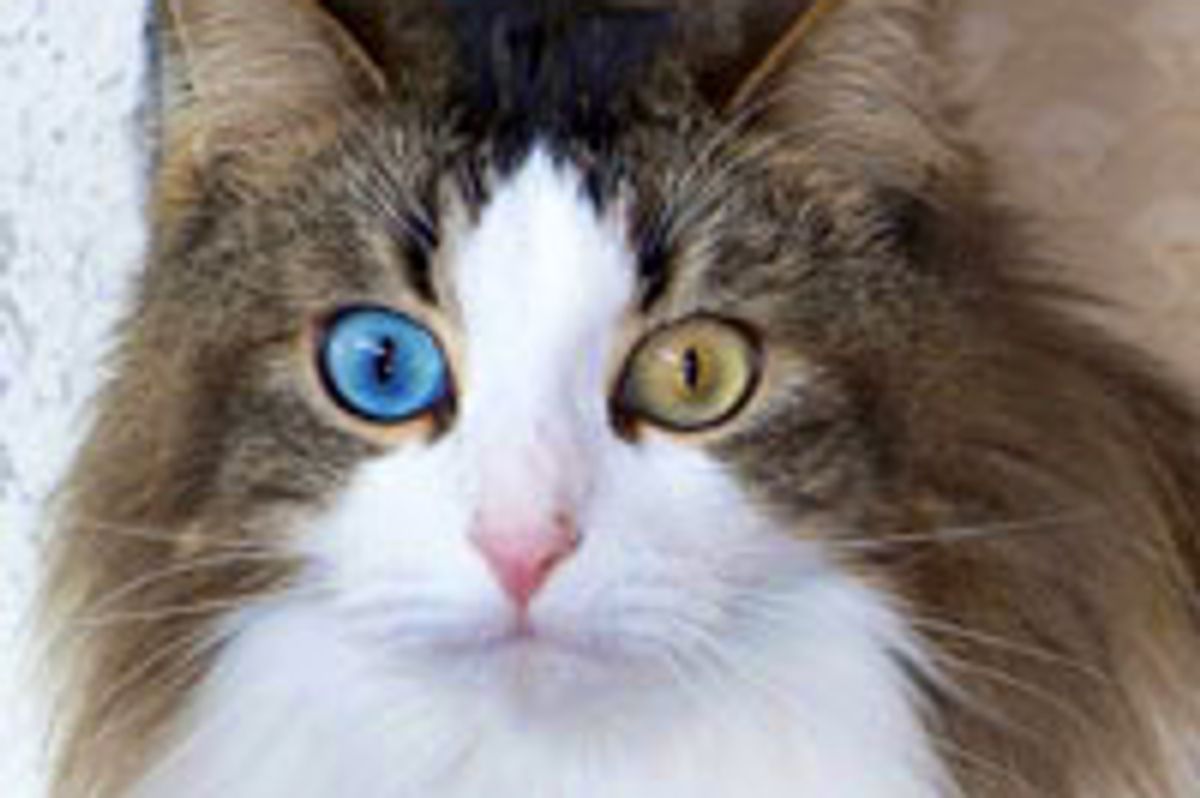 Beautiful Odd-eyed Cat Rescued from Car, Found Hope