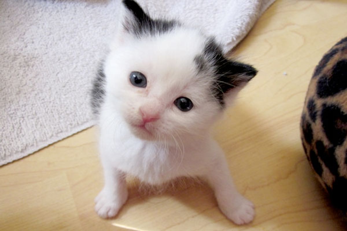 Irresistible Little Cow Kitty