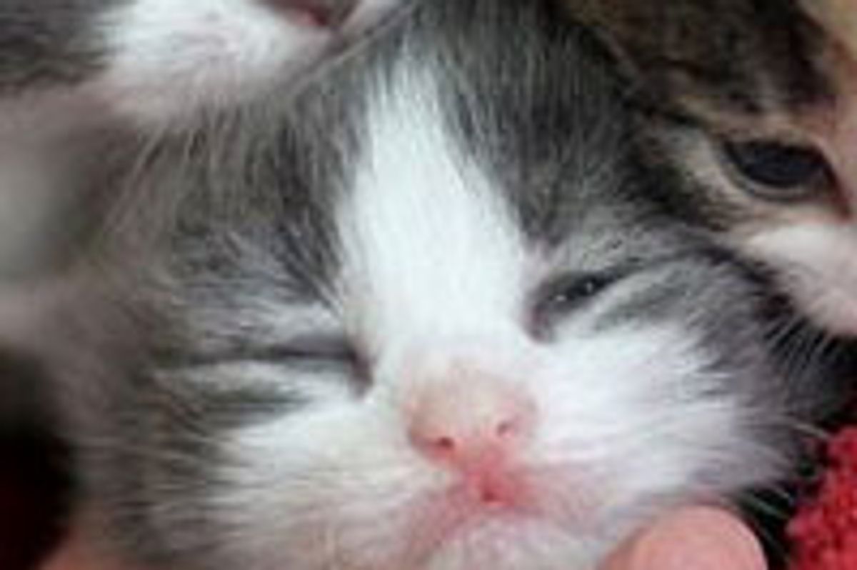 Little Foster Sees the World the First Time