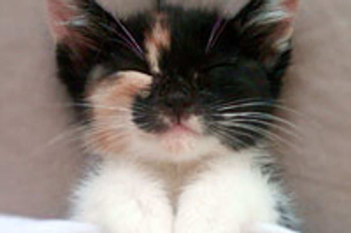 Little Calico Dreamer Lala