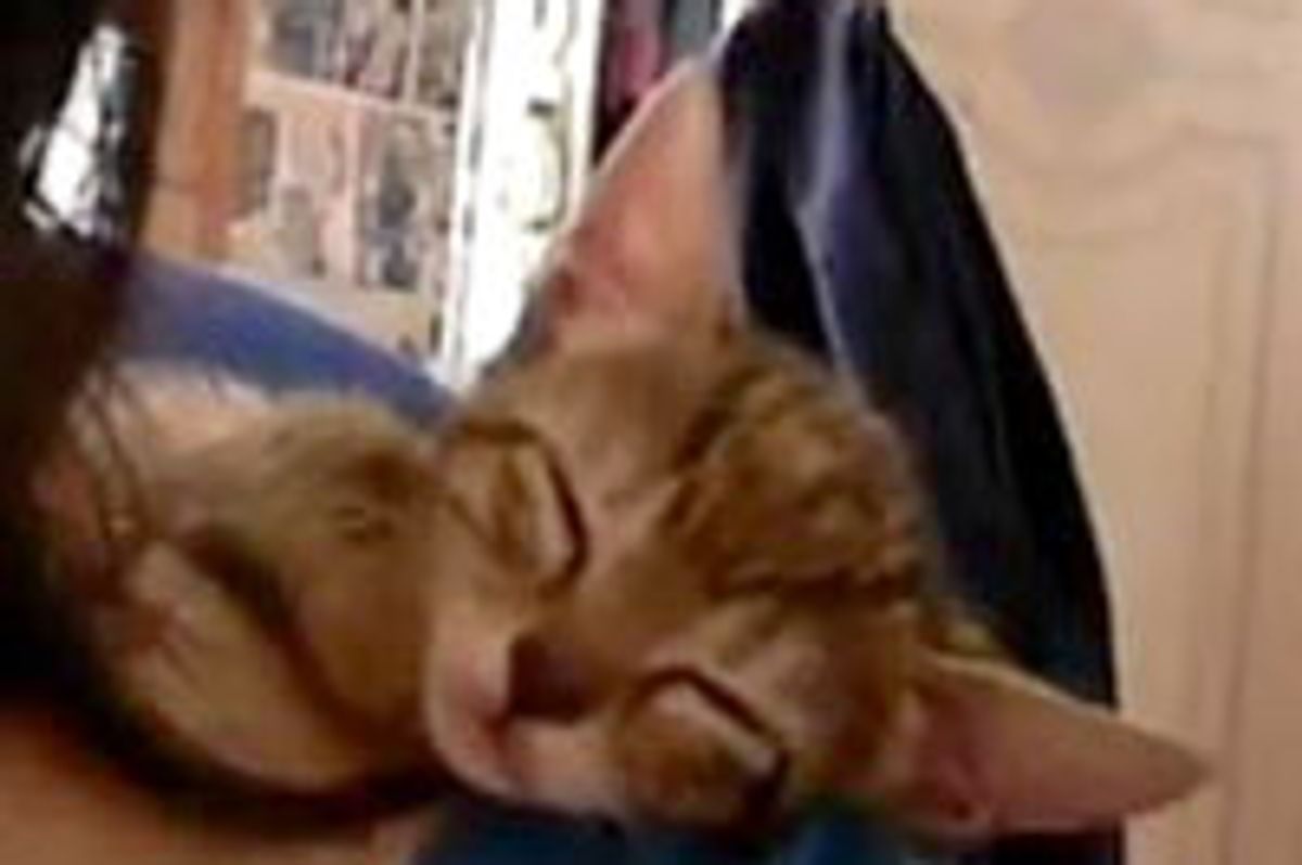 Kitten Takes a Shoulder Nap