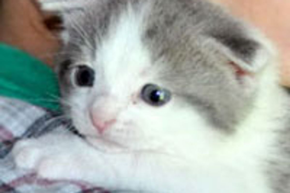 Toby the Rescue Found Home & Best Furiend