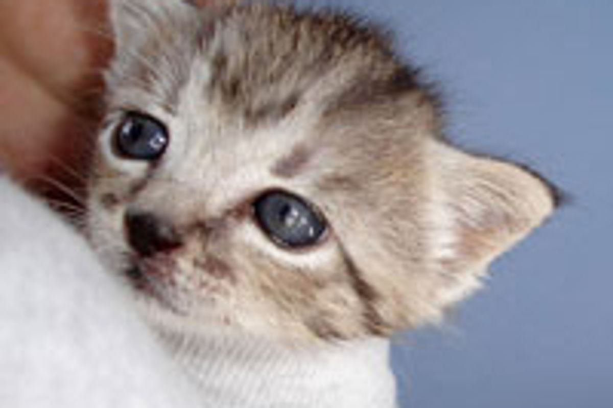 Maddy the Cuddly Kitty