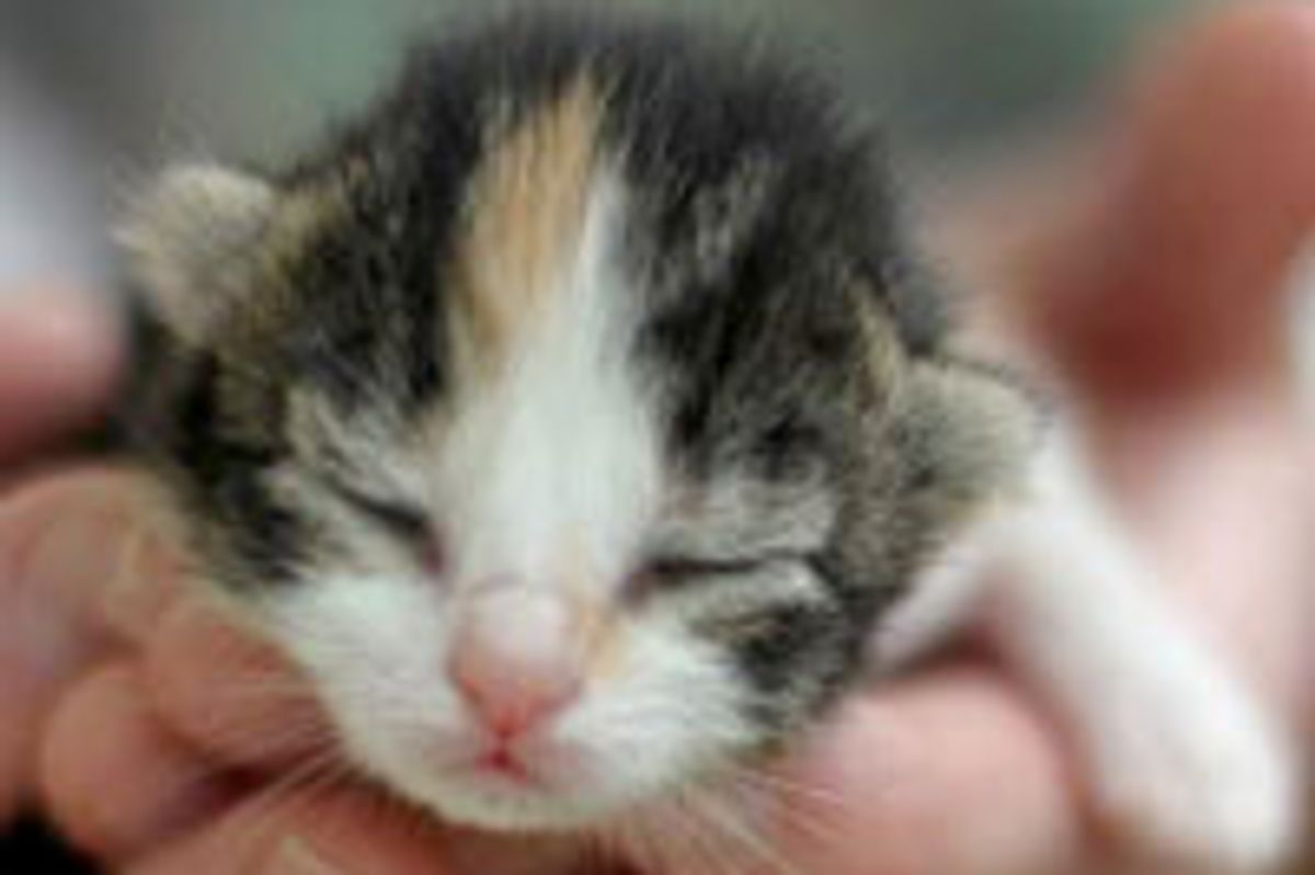 Itty Bitty Calico, Bundle of Joy