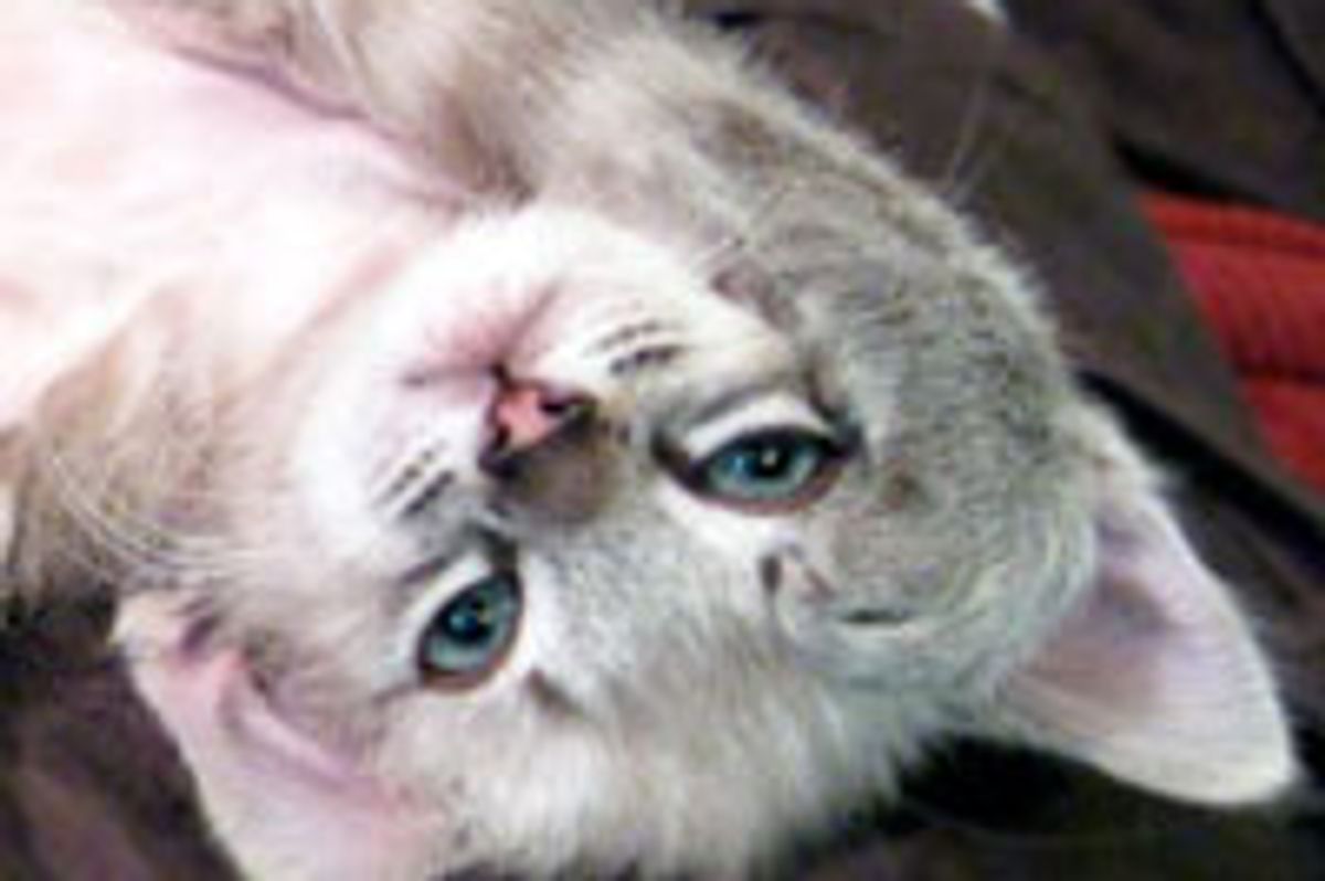 Frappy the Little Cutie Pie