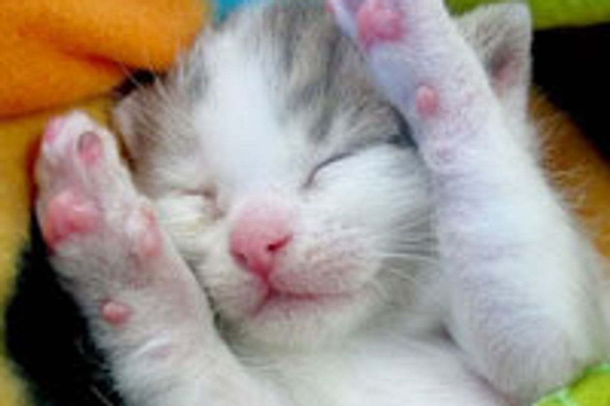 Gandalf the Kitty Charmed His Way into a Loving Home