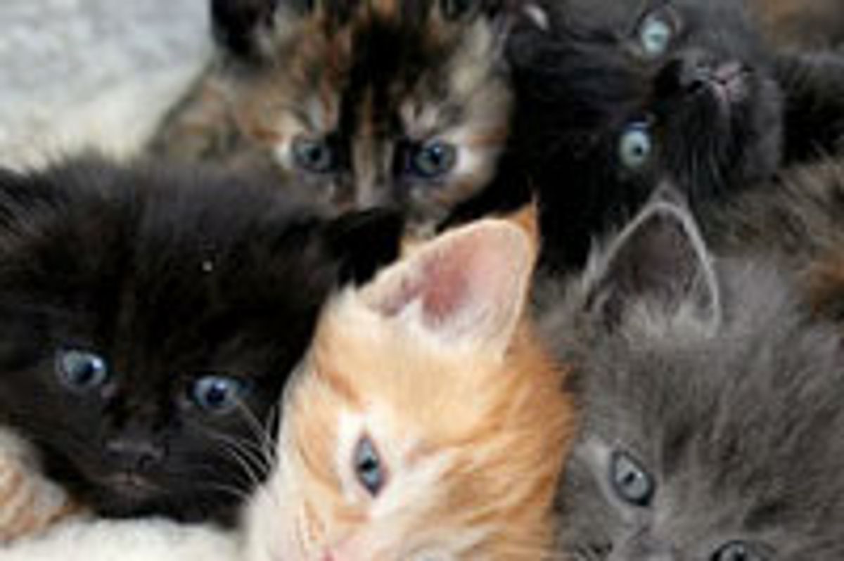 Stray Mama Cat and Her 7 Fuzzballs