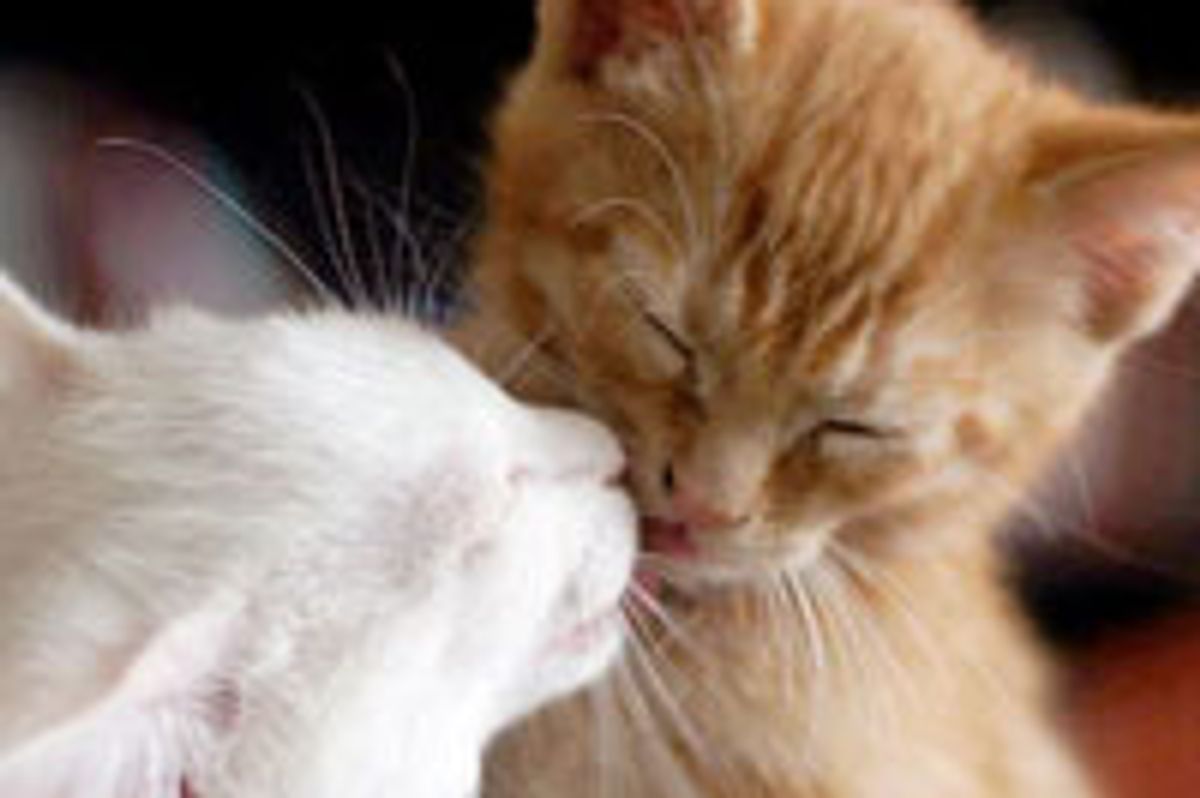 Two Inseparable Furiends