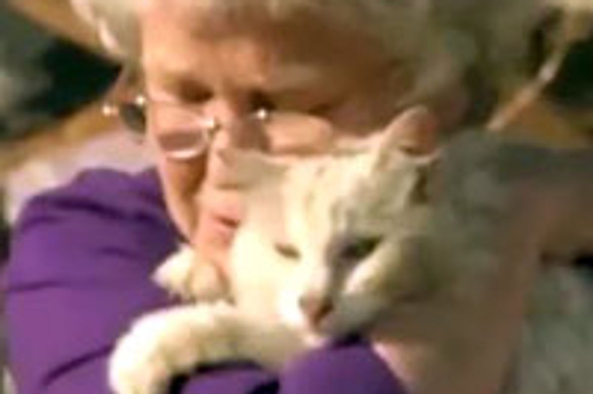 Missing Cat Shows Up During TV Interview Weeks After Tornado