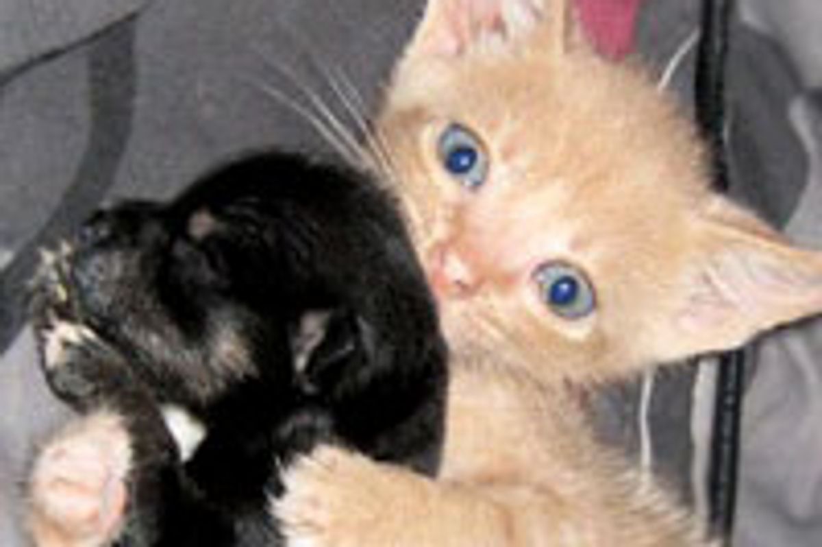 Foster Kitten Adopts Tiny Rescue Chihuahua