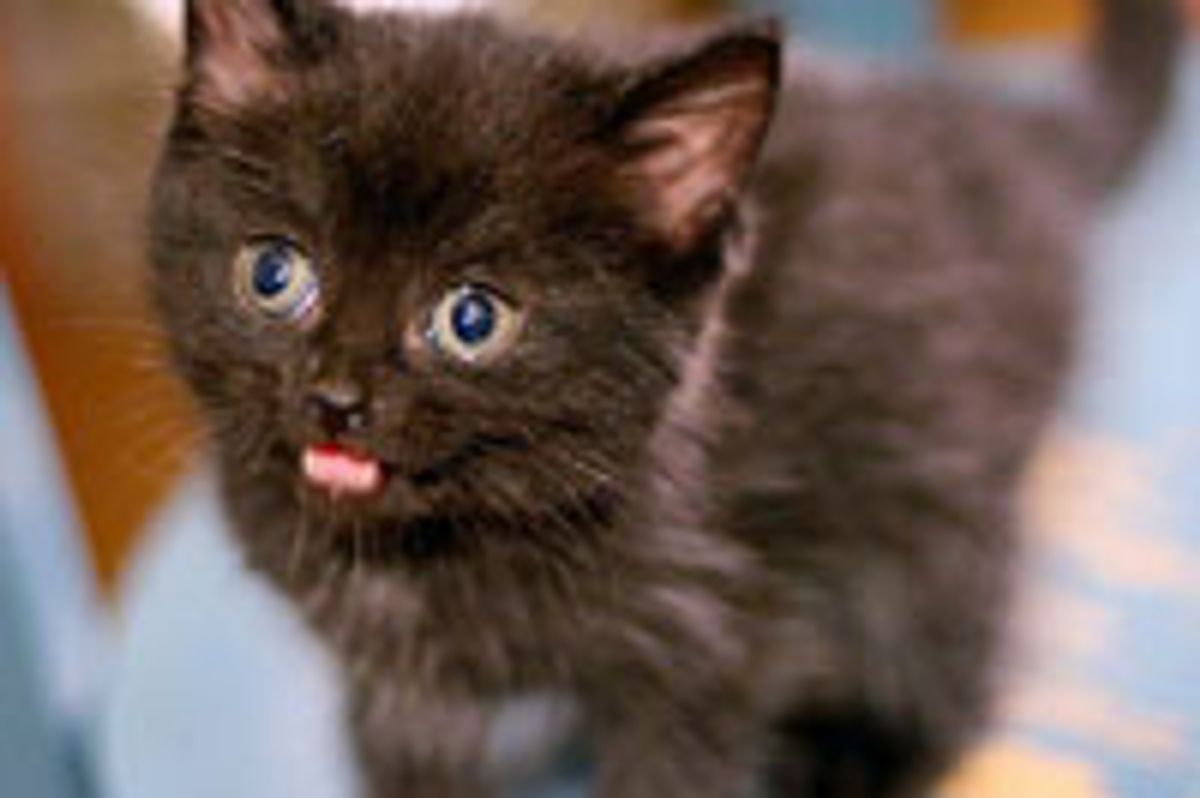 4 Little Fuzzballs: Mattie, Sadie, Hank and Otto