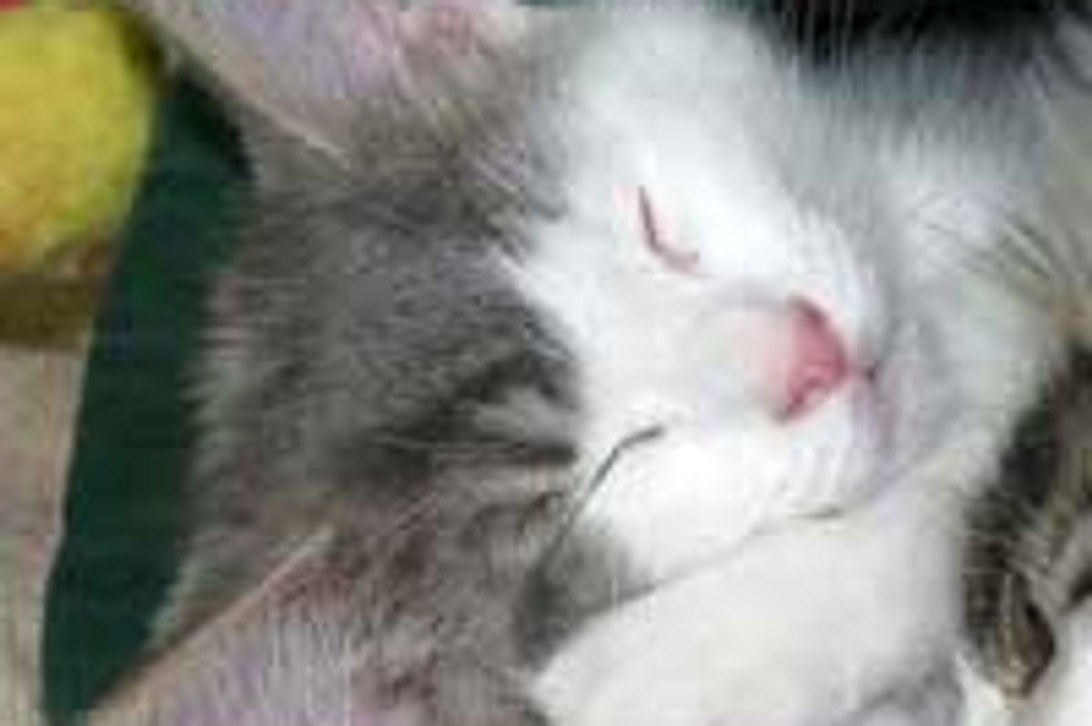 Friends of Felines' Rescue Center, a Cat Haven
