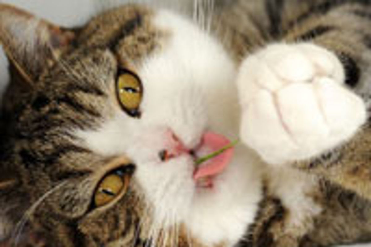 Happy Birthday Maru!