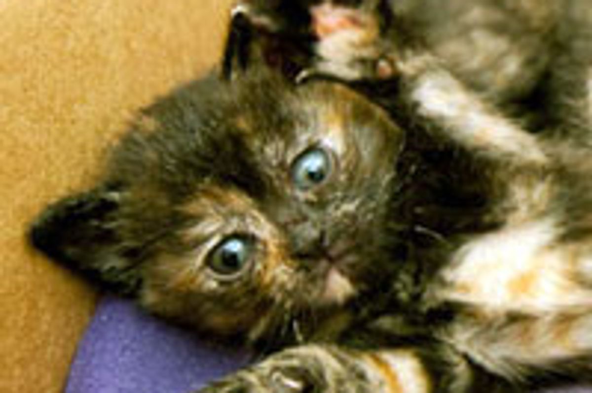 4 Little Munchkins Ready to Start New Chapter in Life