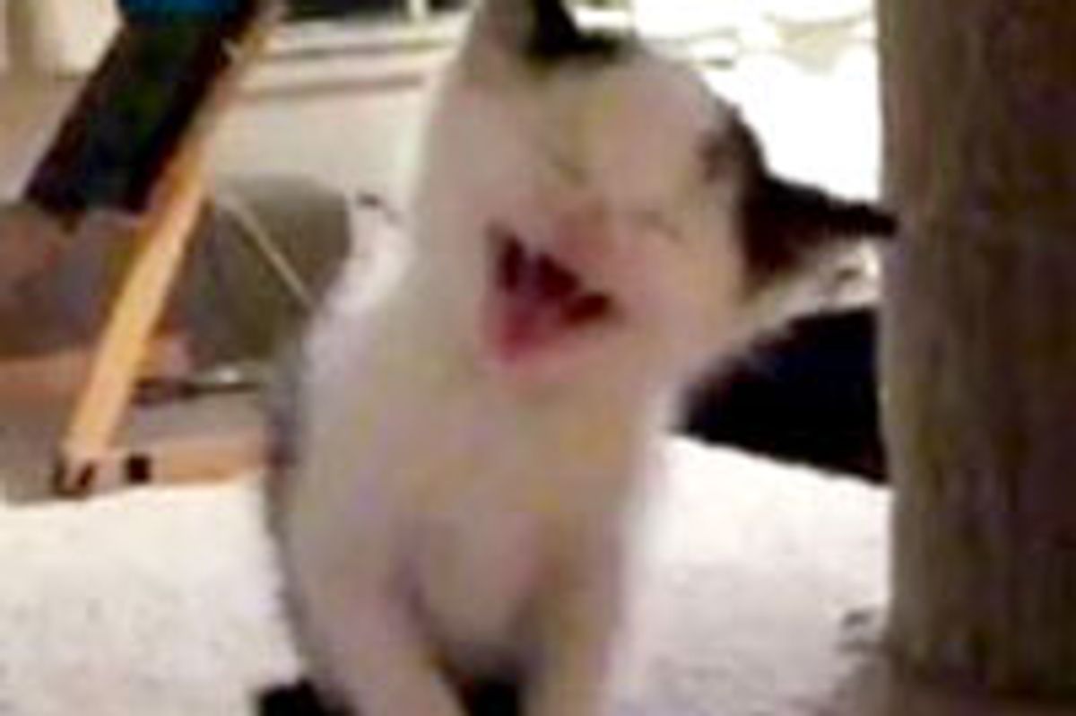 Adorable Squeaky Cow Kitty